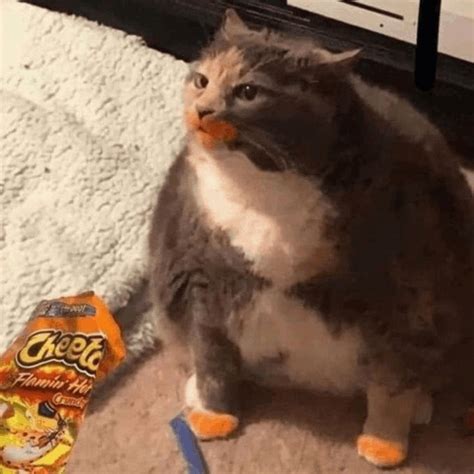 cheetos cat meme|cat begs owner for cheeto.